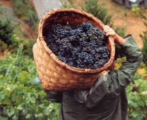 Gran degustación Ribera del Duero Gran degustación Ribera del Duero