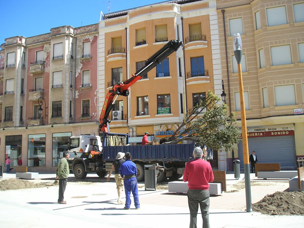 arboles plaza constitucion 2