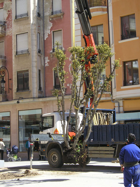 arboles plaza constitucion 3