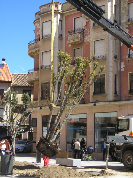 arboles plaza constitucion 4