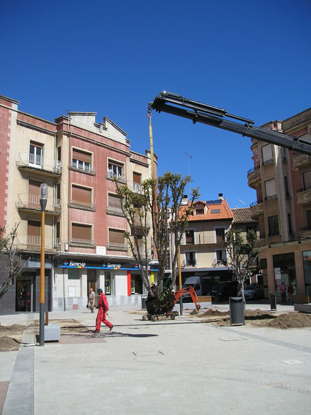 arboles plaza constitucion 5