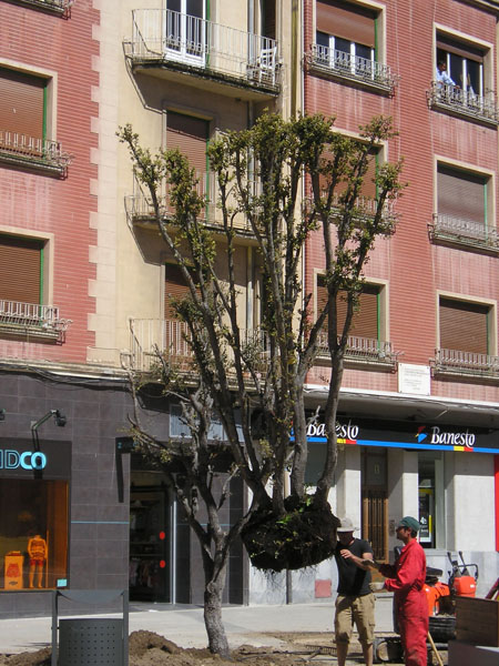 arboles plaza constitucion 6