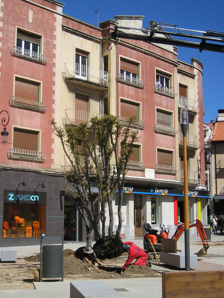 arboles plaza constitucion 7