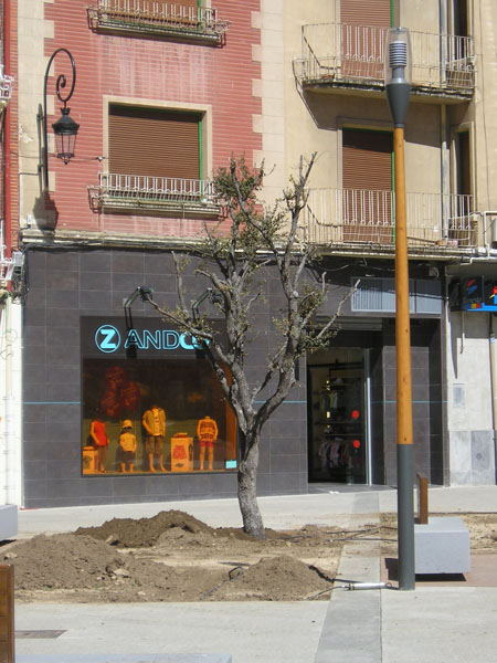 arboles plaza constitucion
