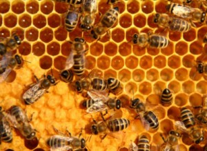 abejas