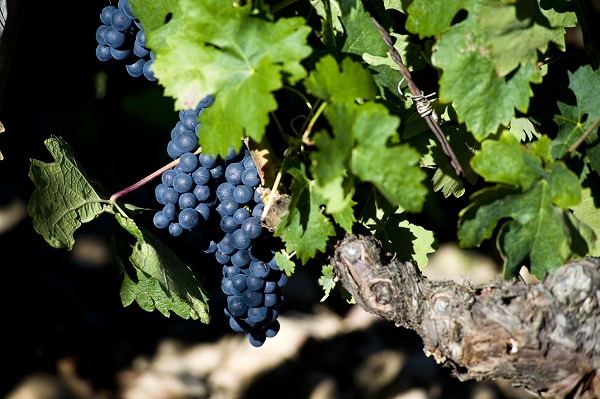 racimo uvas