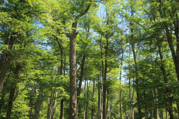 bosque