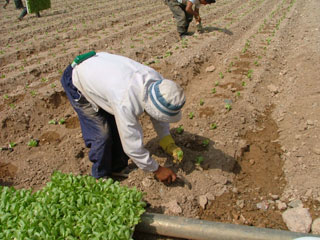 trabajador campo