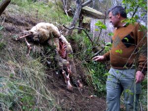 oveja ataque lobo